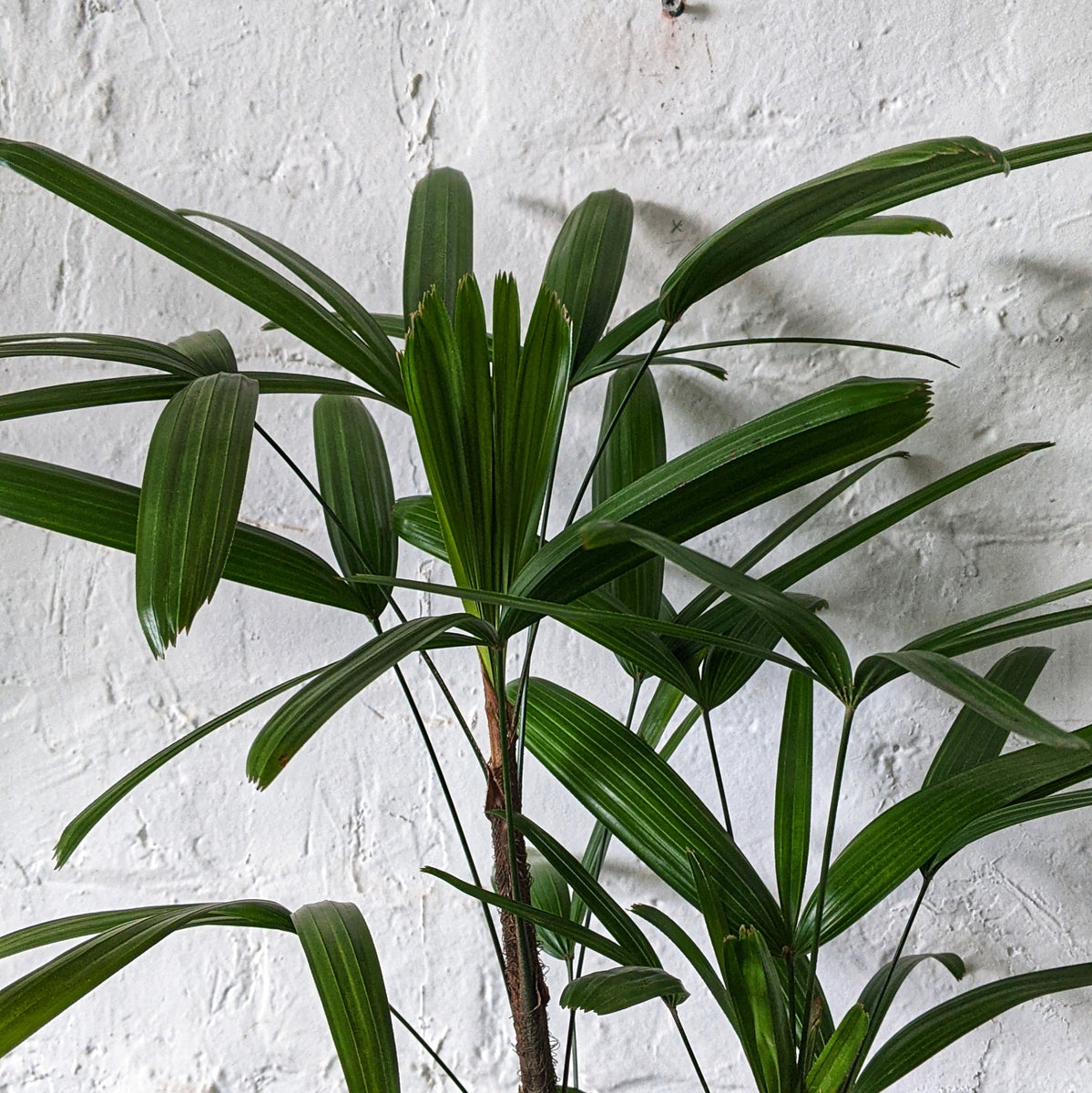 Rhapis excelsa (Lady Finger Palm) 20cm pot Plantsmith Indoor Plants
