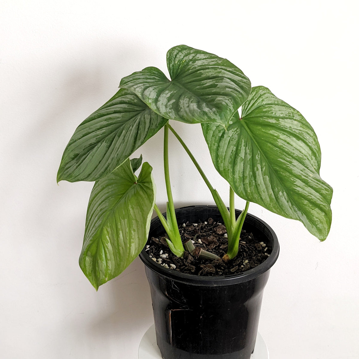 Philodendron mamei 'Silver Cloud' - 20cm pot double headed