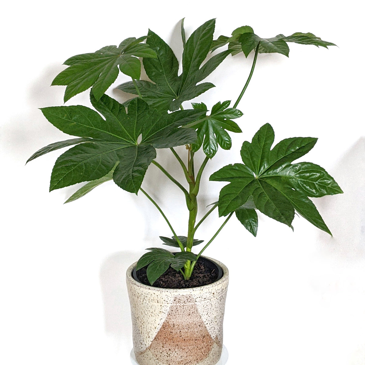 Fatsia Japonica Japanese Aralia ADVANCED 20cm Pot Plantsmith fatsia-japonica-japanese-aralia-advanced-20cm-pot-plantsmith