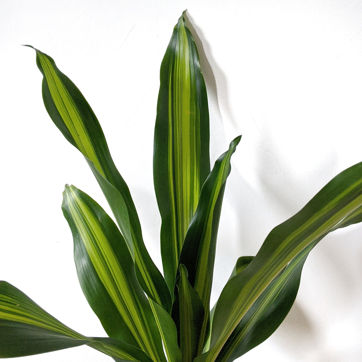 dracaena burley Dracaena fragrans 'Burley'- 18cm pot
