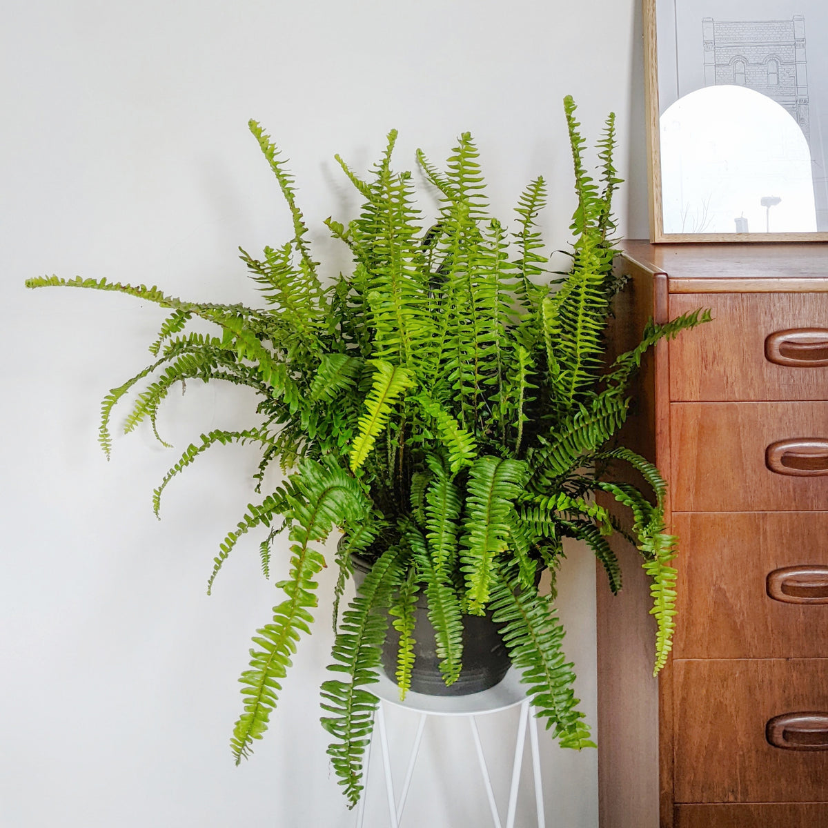 Nephrolepsis 'emerald Queen' - 27cm Hanging Basket 