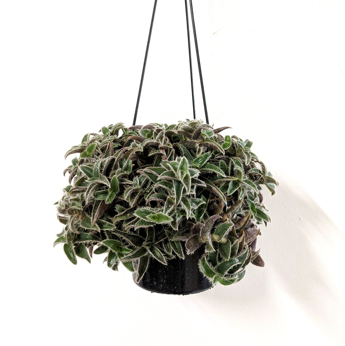 kitten ears succulent Cyanotis somaliensis (Kitten Ears) - 12cm pot