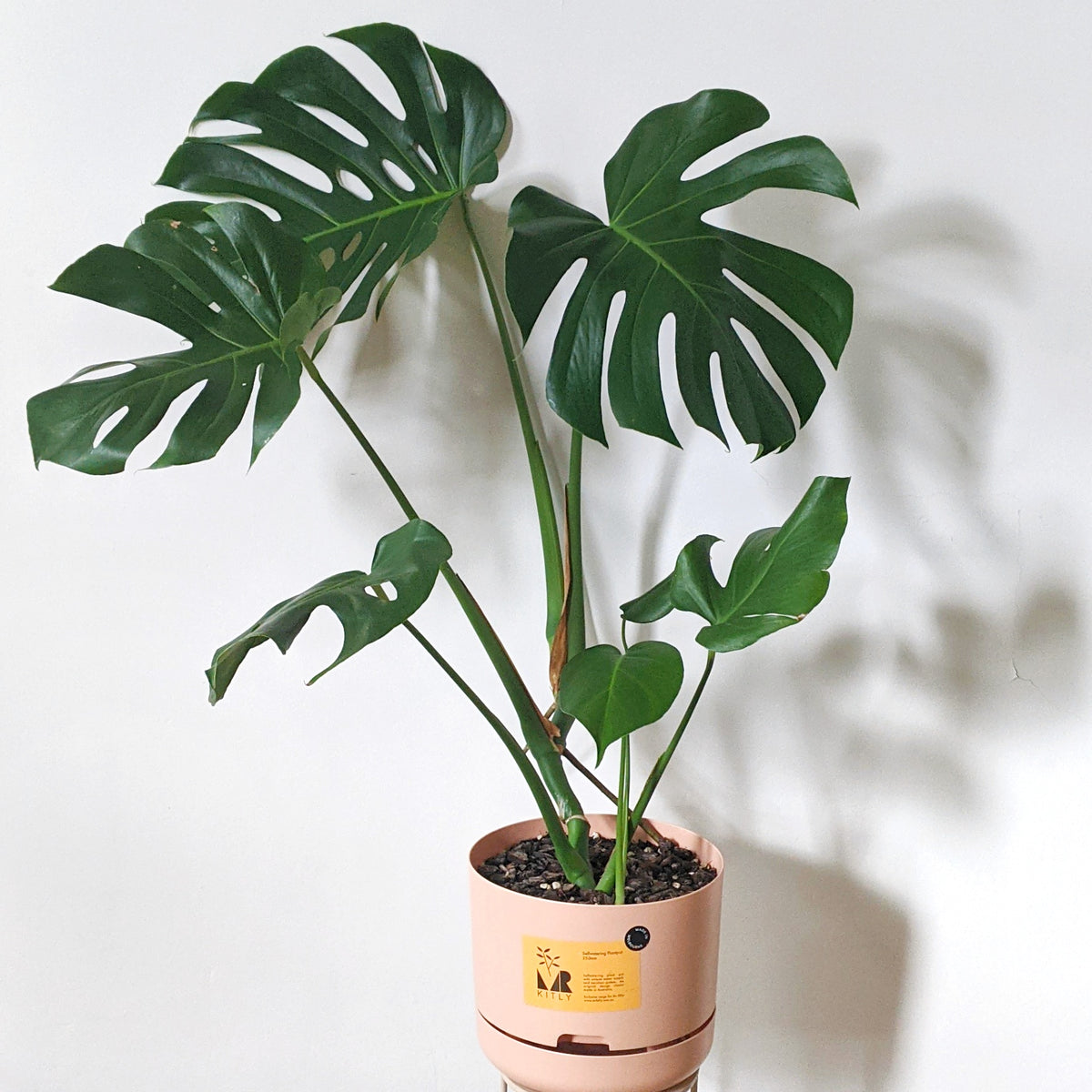 Monstera Deliciosa in Mr. Kitly Self-Watering Planter