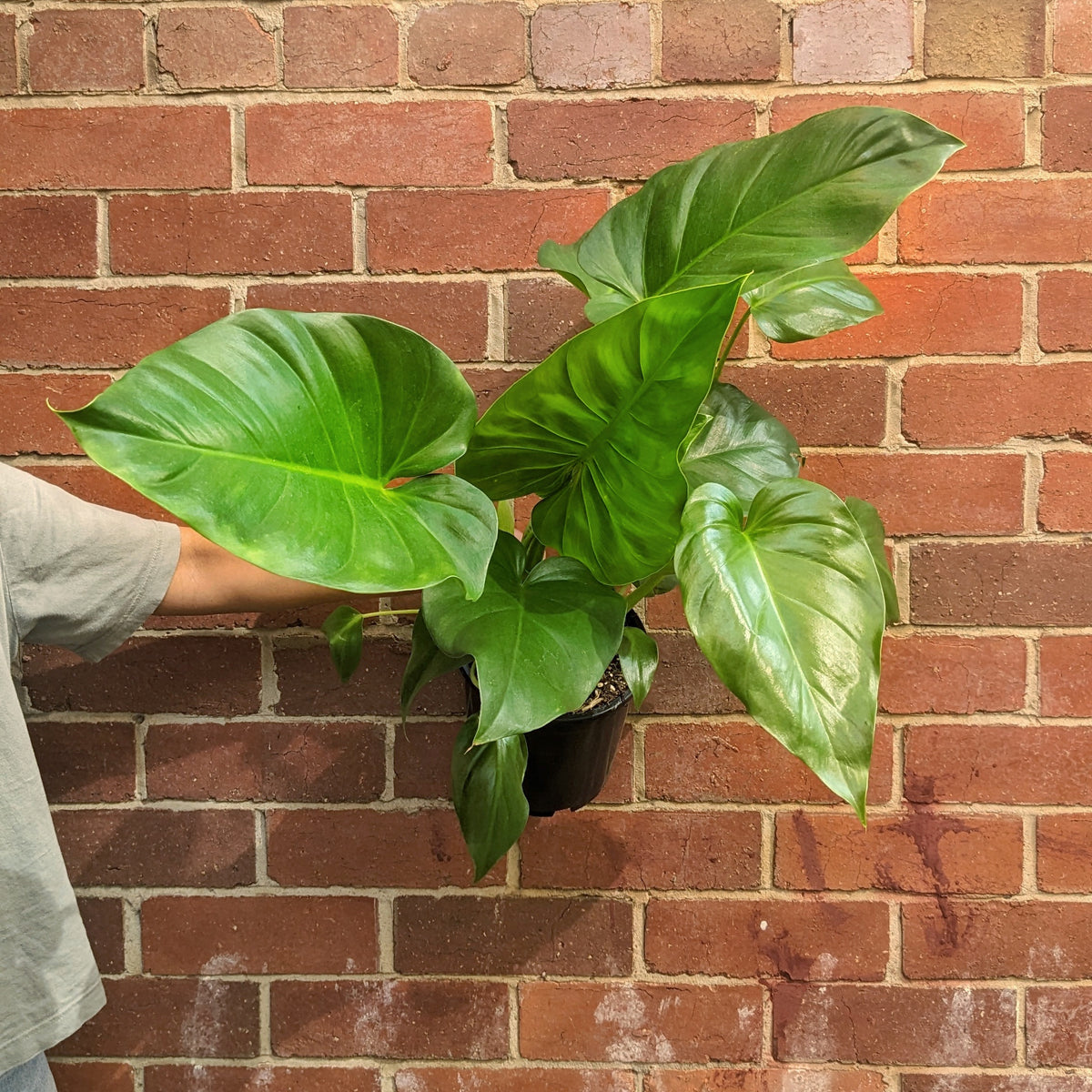 philodendron giganteum australia Philodendron Giganteum - 17cm