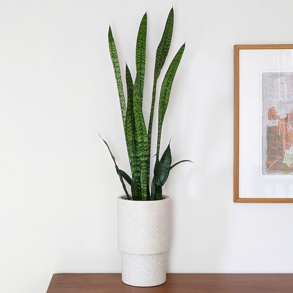 snake plant in white pot Sansevieria trifasciata (Snake Plant) - ADVANCED 20cm pot