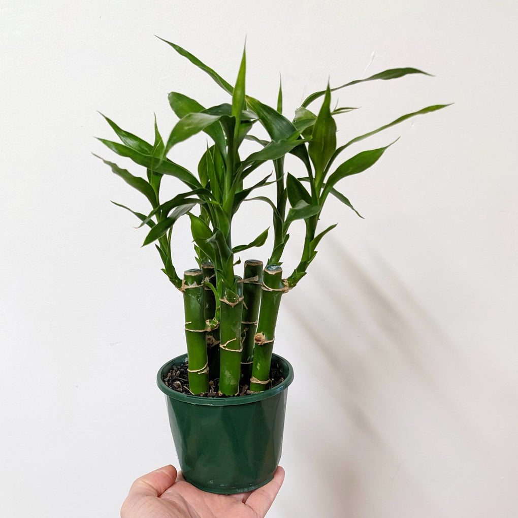 lucky bamboo melbourne Dracaena sanderiana (Lucky Bamboo) - 10cm pot
