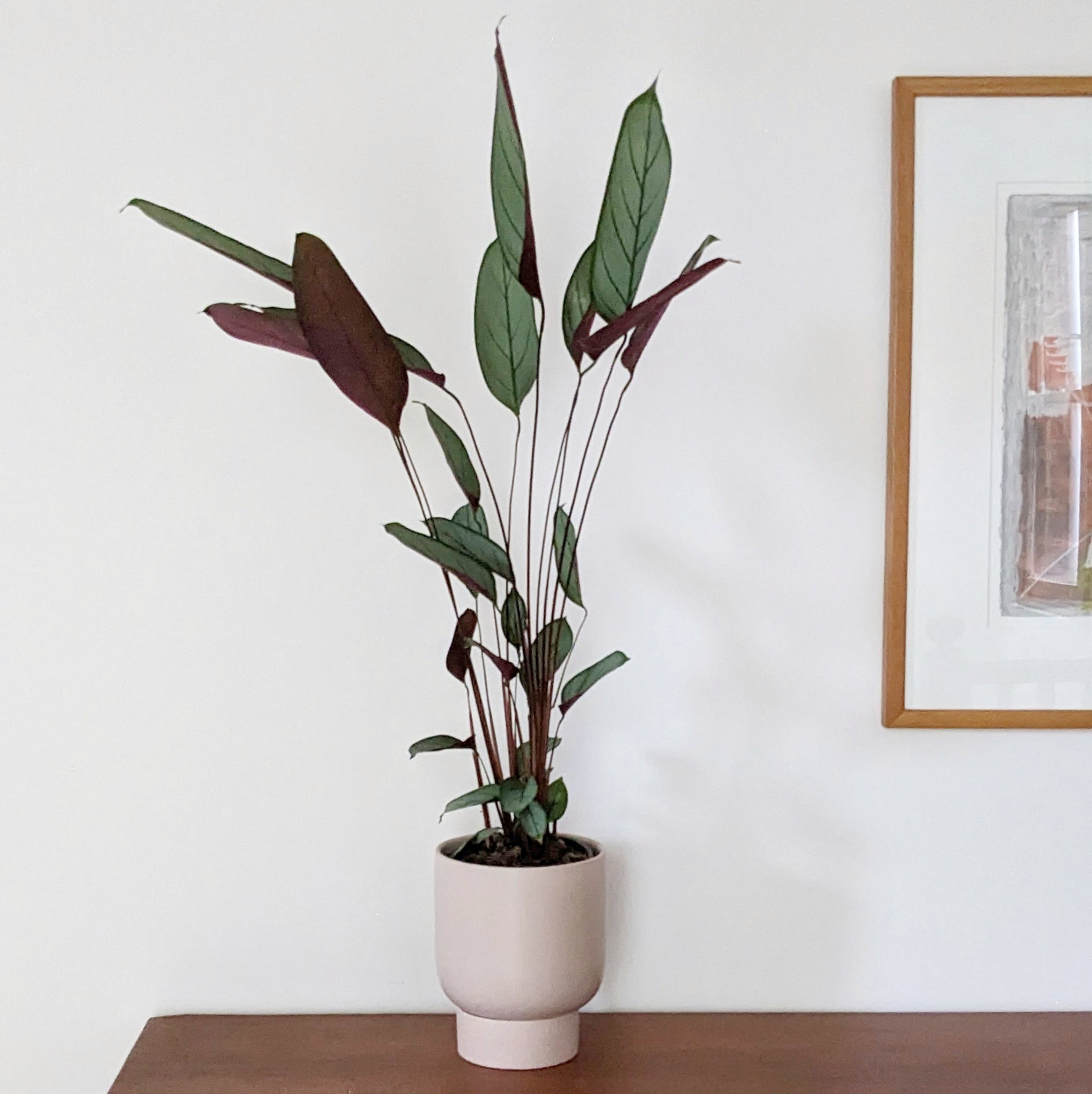 grey star indoor plant Ctenanthe setosa 'Grey Star' - 17cm pot