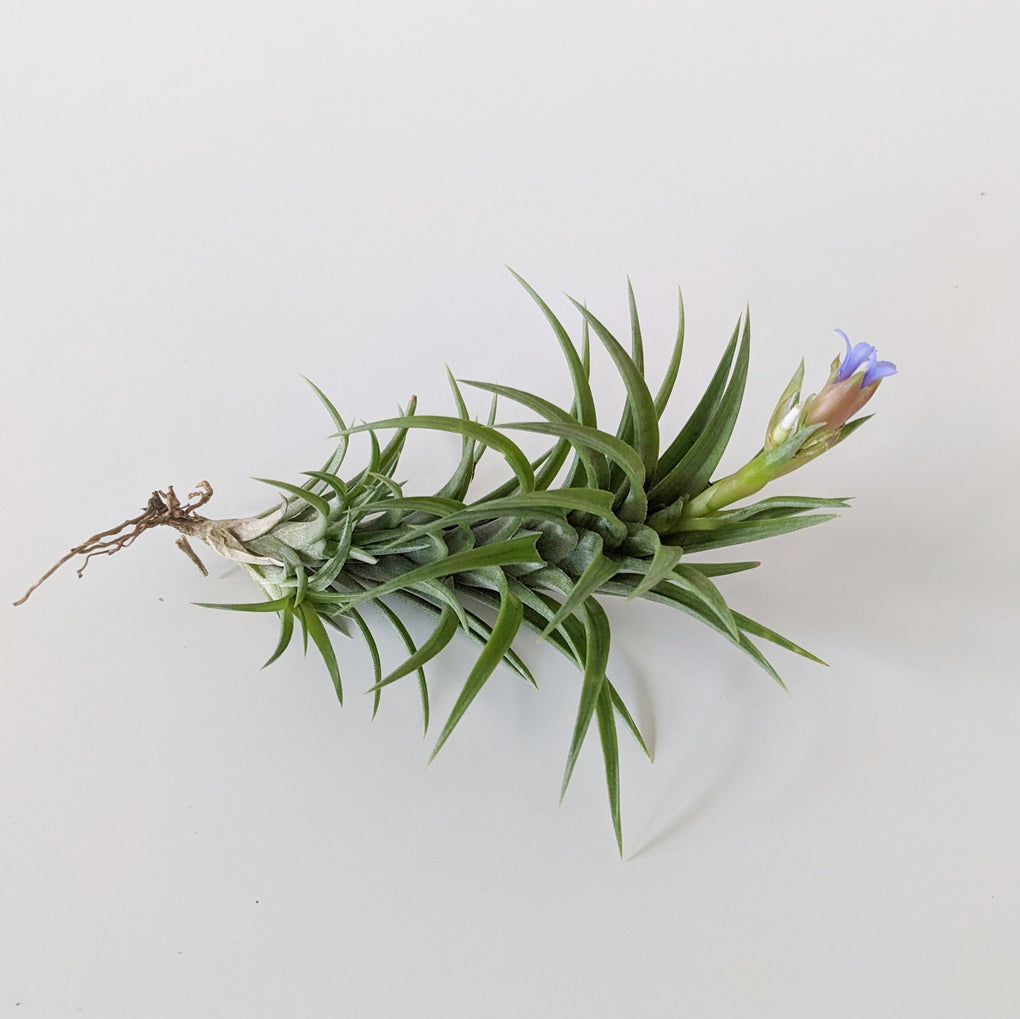 air plants melbourne Tillandsia sp. (Air plant) - Medium