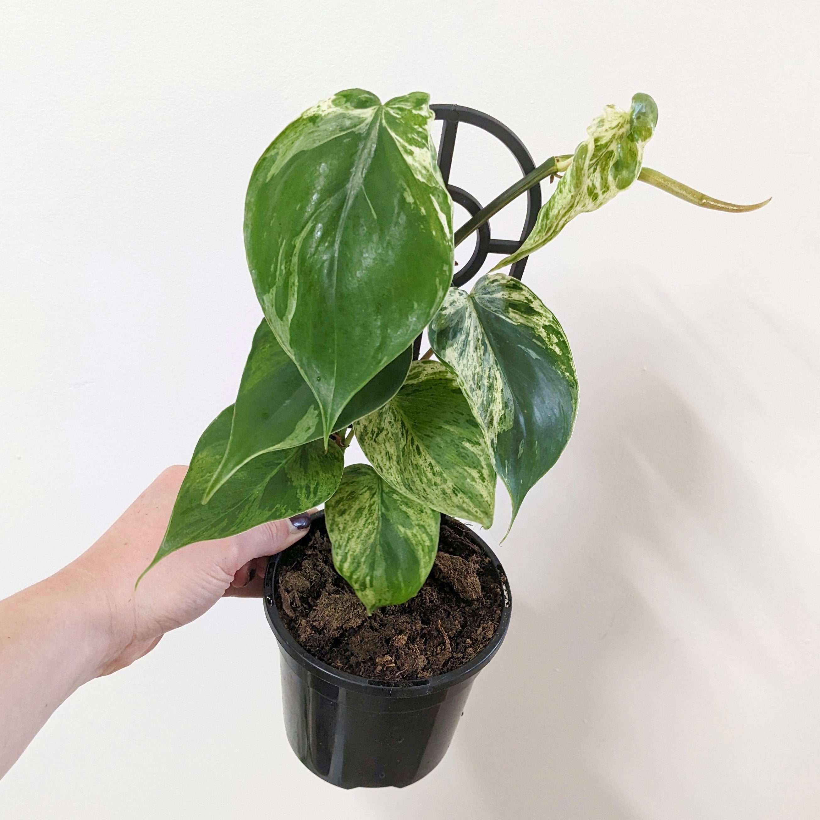 philodendron cordatum variegated Philodendron hederaceum syn.cordatum 'Variegated' ( Variegated Heart Leaf Philodendron) - 12cm pot
