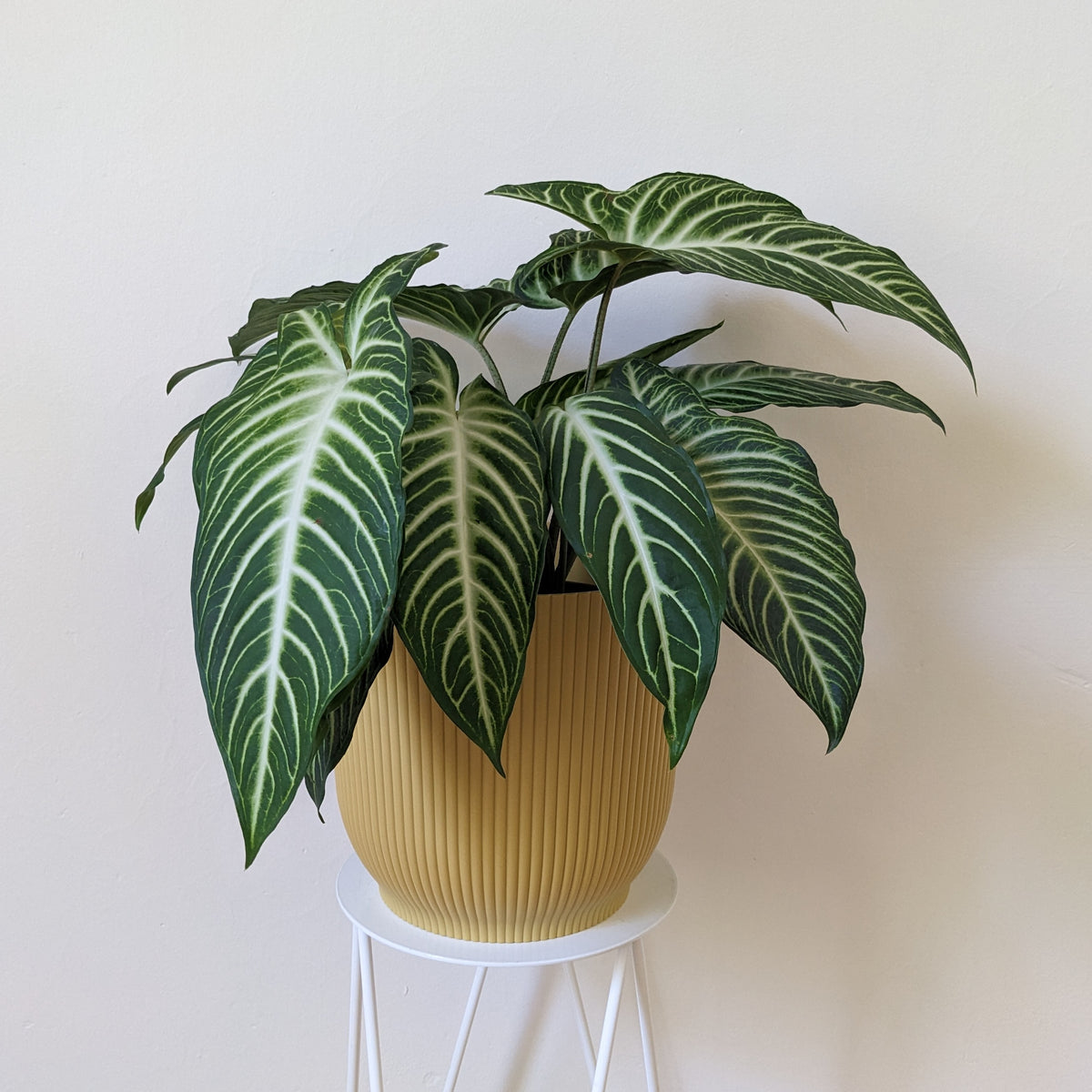 Phyllotaenium lindenii 'Magnificum' - 20cm pot | Plantsmith Indoor ...