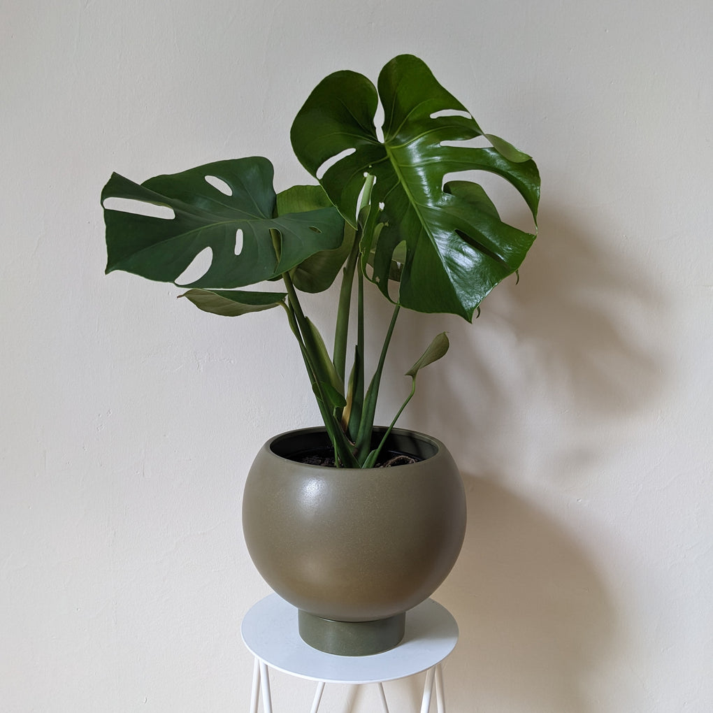 monstera deliciosa buy melbourne Monstera deliciosa - 18cm pot