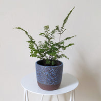 Adiantum hispidulum (Rough Maidenhair Fern) - 7.5cm