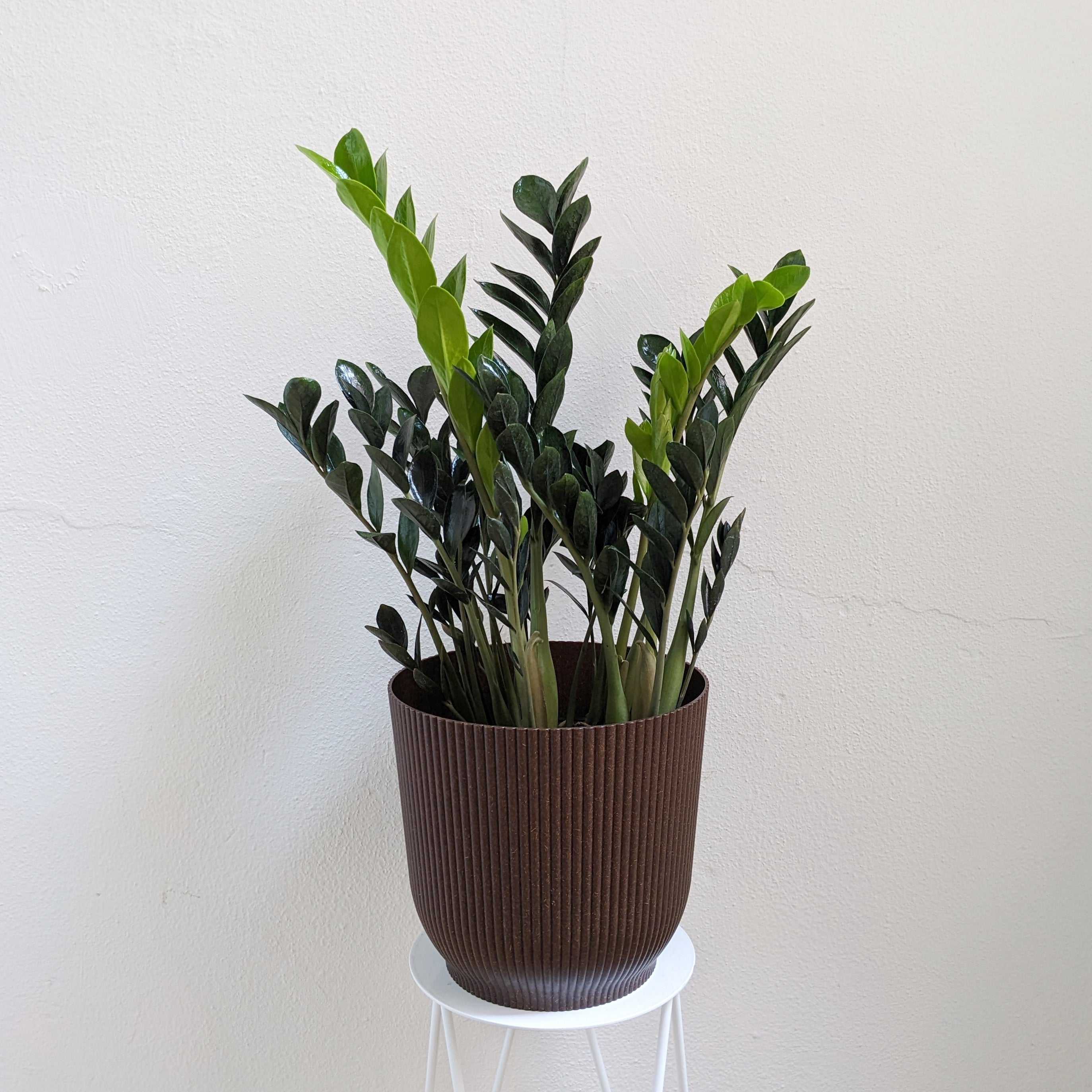 zamicro zz plant Zamioculcas zamiifolia 'Dark Zamicro' (ZZ Plant) - 18cm pot
