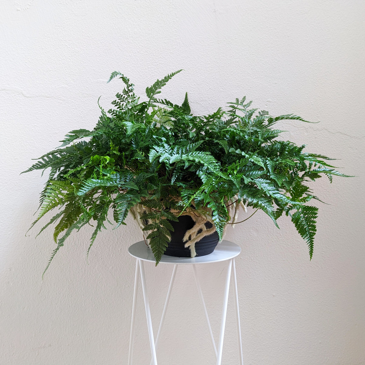 Davallia fejeensis (Rabbit's Foot Fern) - 20cm hanger | Plantsmith ...
