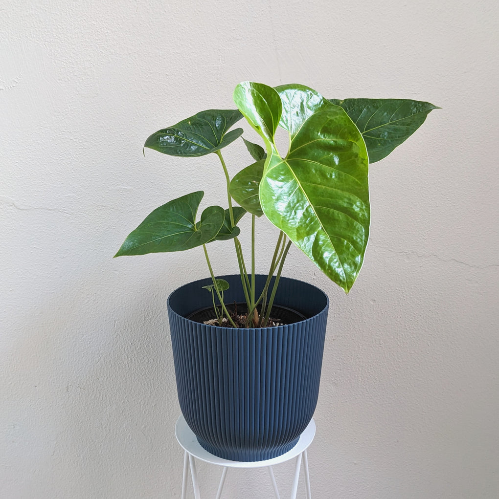 anthurium decipiens for sale Anthurium decipiens - 20cm pot