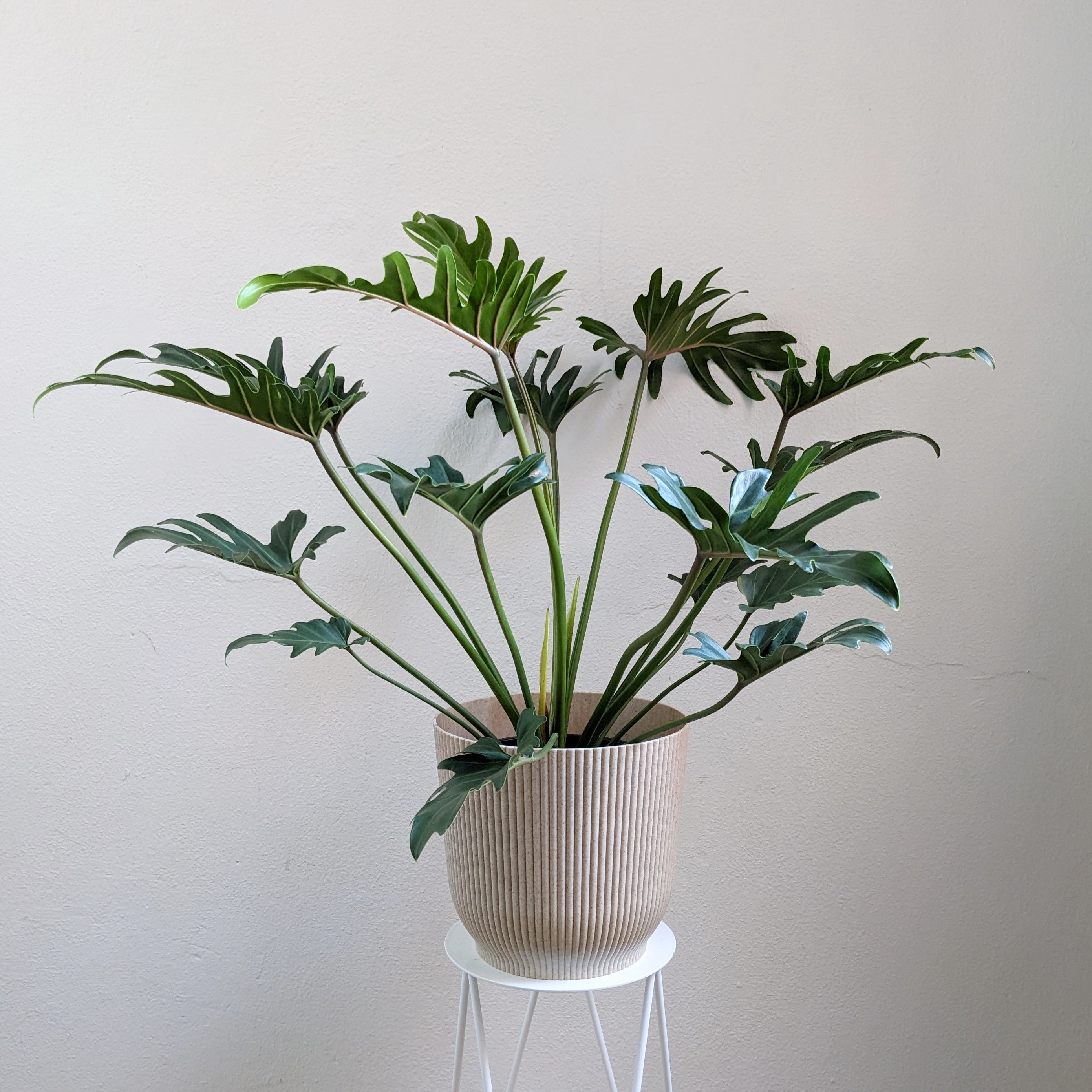 xanadu indoor plant Philodendron xanadu (Thaumatophyllum) - 20cm pot