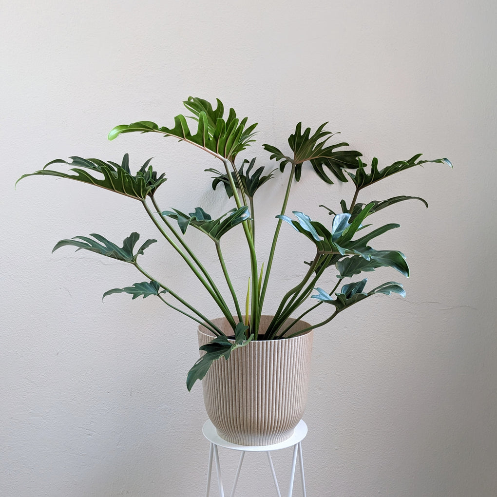 philodendron xanadu low light Philodendron xanadu (Thaumatophyllum) - 25cm pot