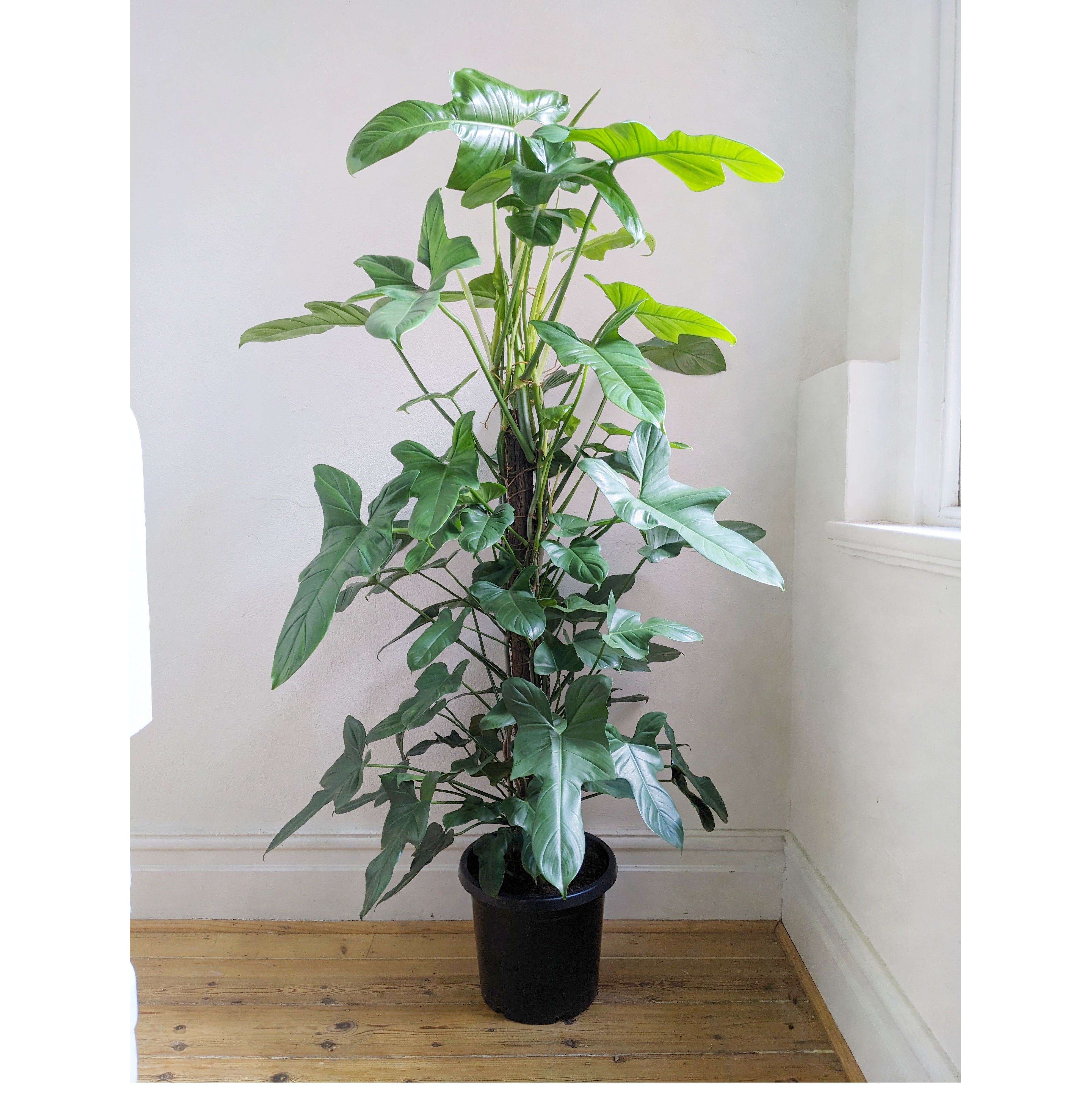 false banana plant Abyssinian Banana main image 0