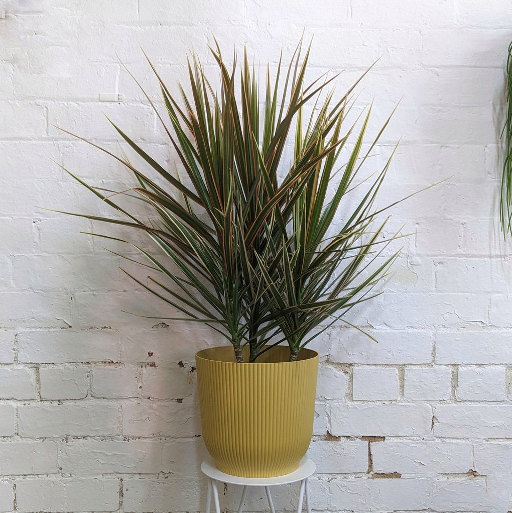 dracaena marginata tricolor indoor Dracaena marginata tricolor (Variegated Dragon Tree) - 20cm pot