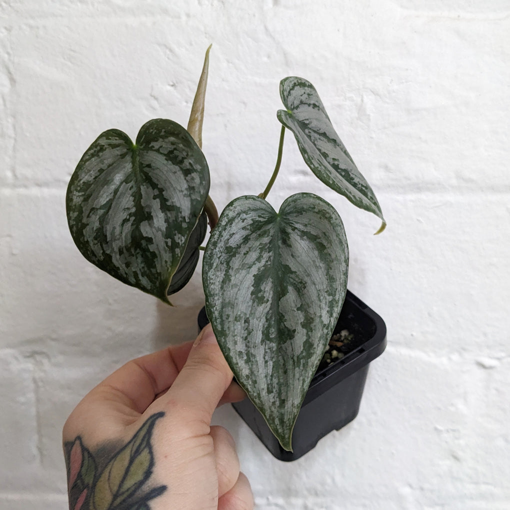 philodendron brandtianum australia Philodendron brandtianum - 7cm pot