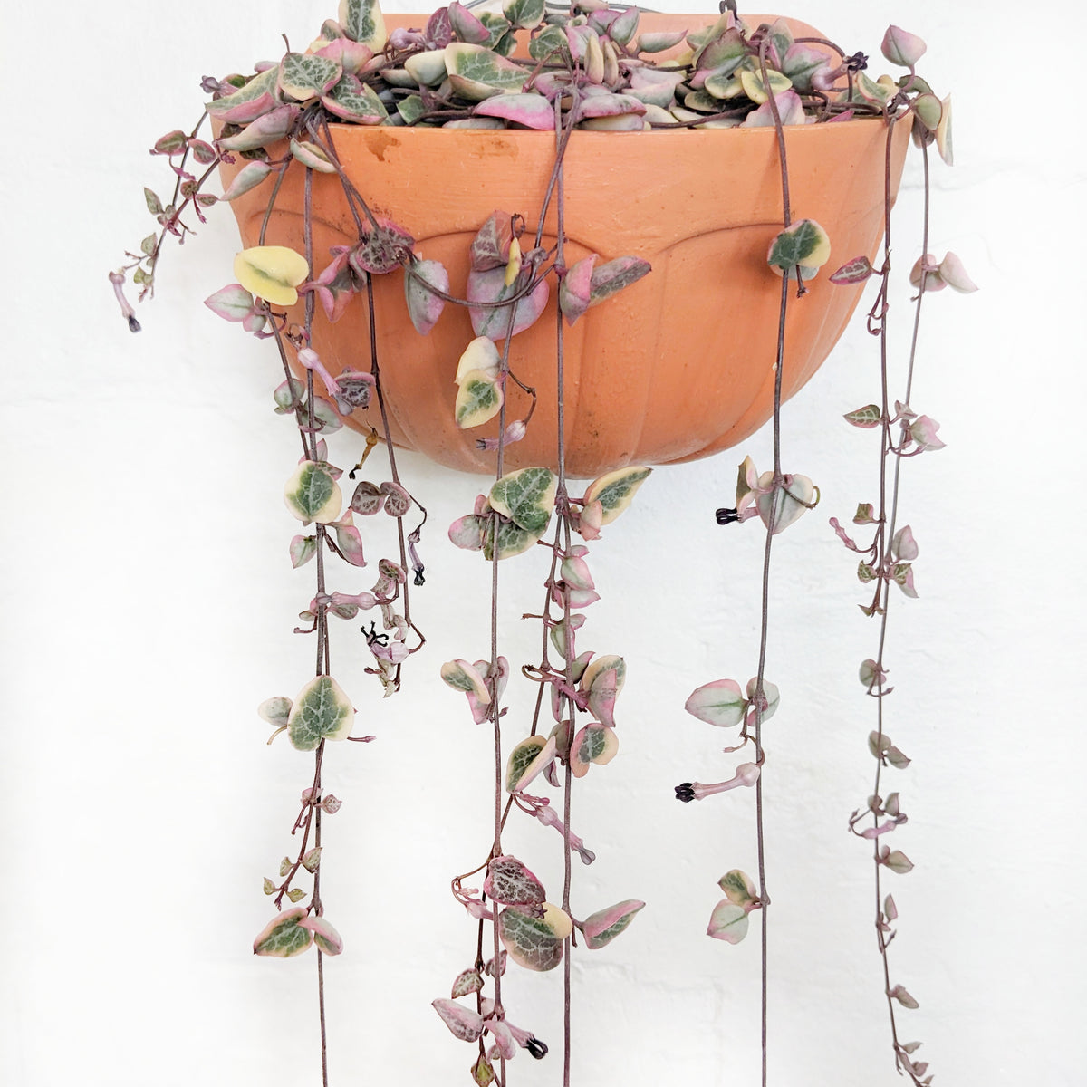 Ceropegia 'variegata' (Variegated Chain of Hearts) in Wall Planter ...