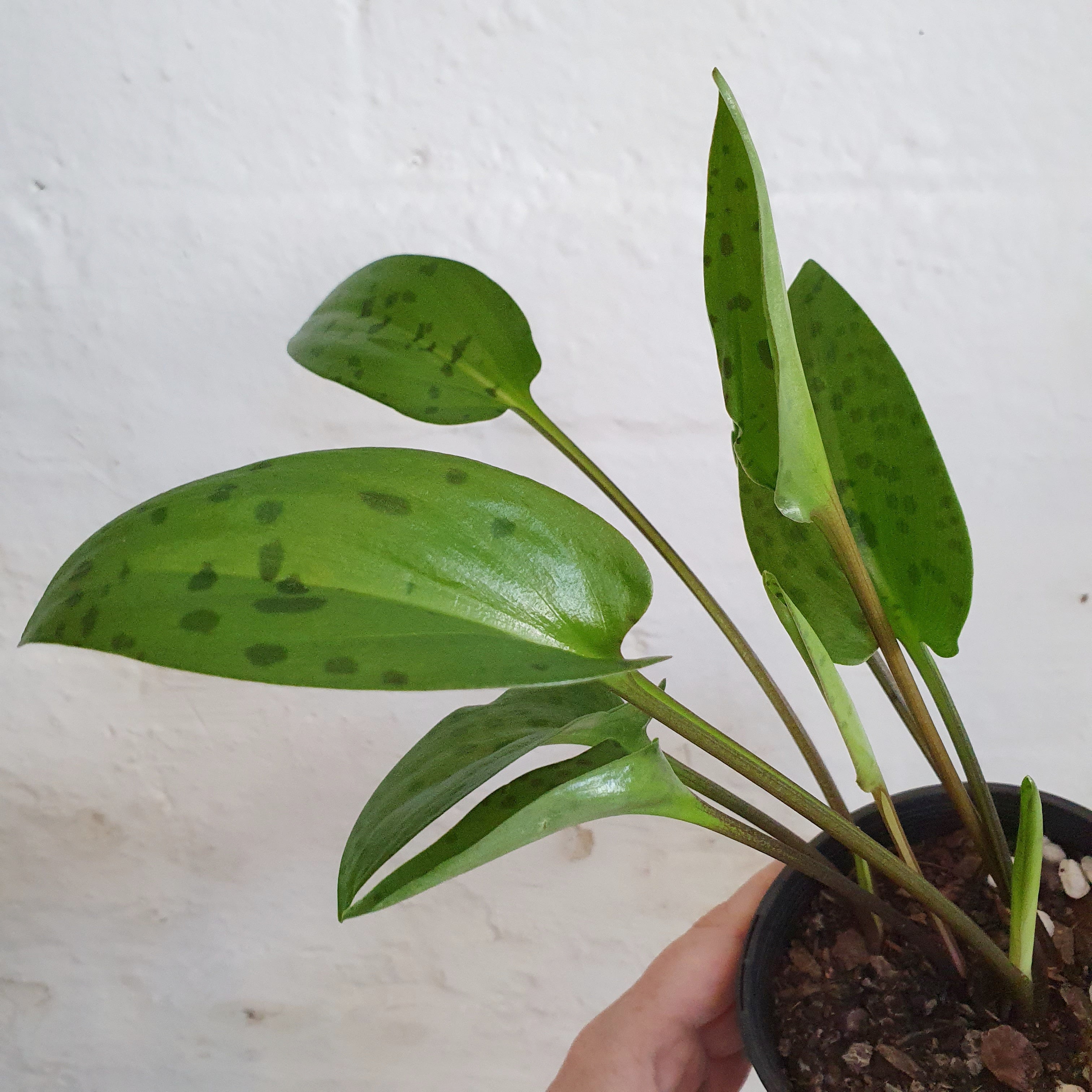 leopard lily succulent care Ledebouria petiolata (Leopard Lily) - 12cm pot