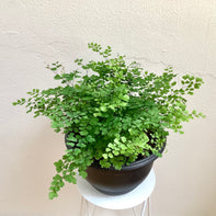 Adiantum fragrans (Maidenhair Fern) - 27cm squat pot