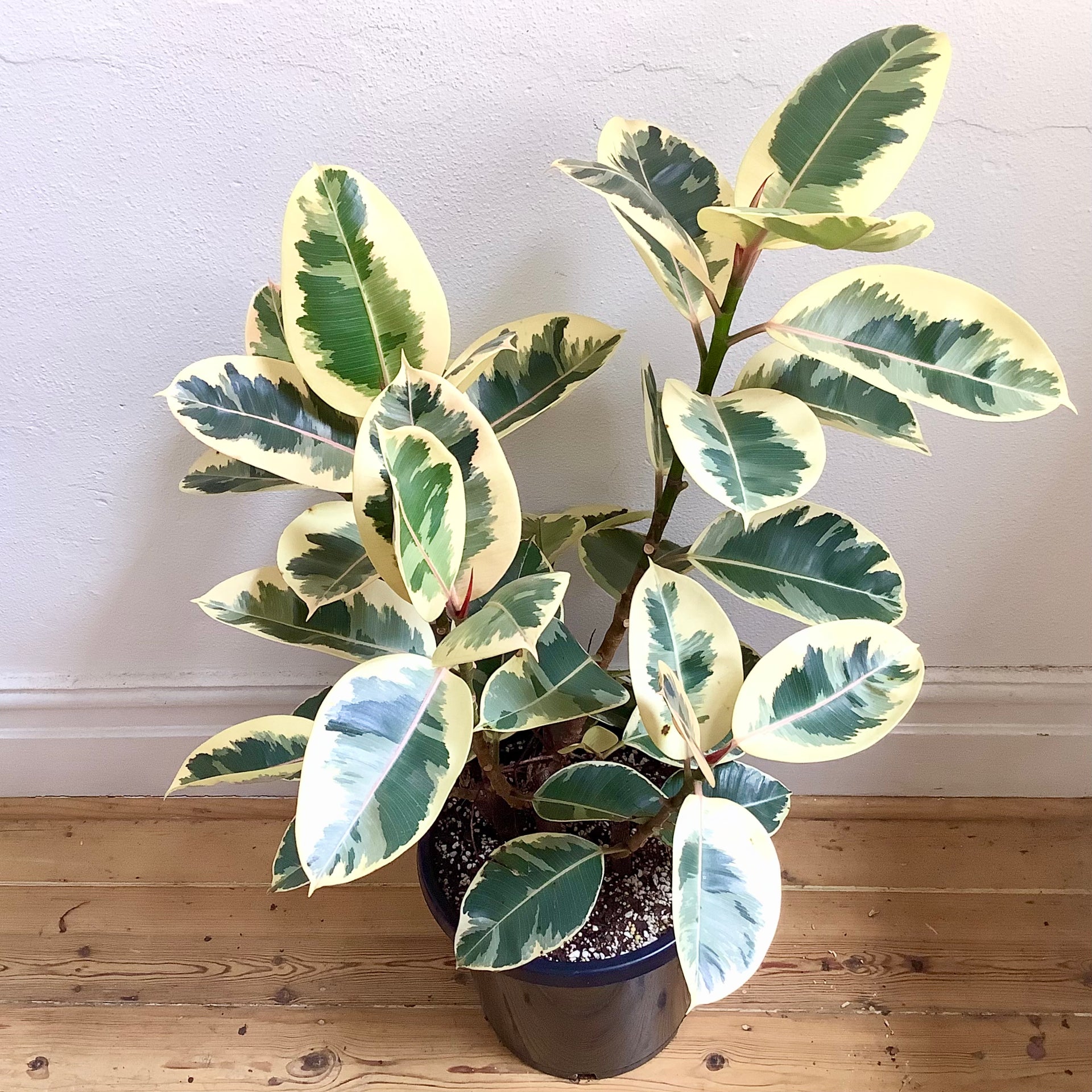 Ficus Elastica Tineke Variegated Rubber Tree 30cm Pot ficus-elastica-tineke-variegated-rubber-tree-30cm-pot