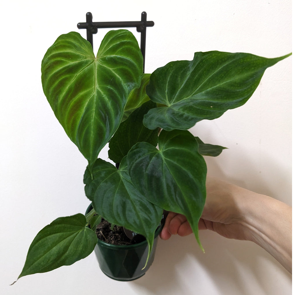 philodendron verrucosum for sale australia Philodendron verrucosum -10cm pot