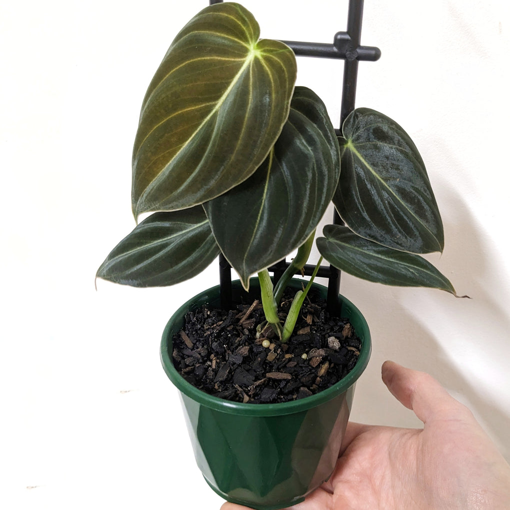 buy philodendron melbourne Philodendron melanochrysum -10cm pot