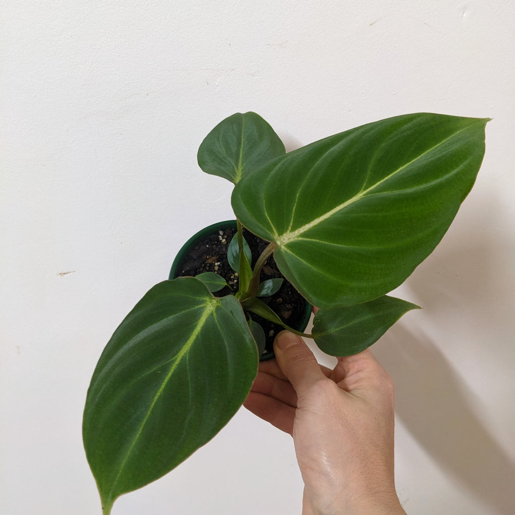 buy philodendron melbourne Philodendron Gloriosum - 10cm pot