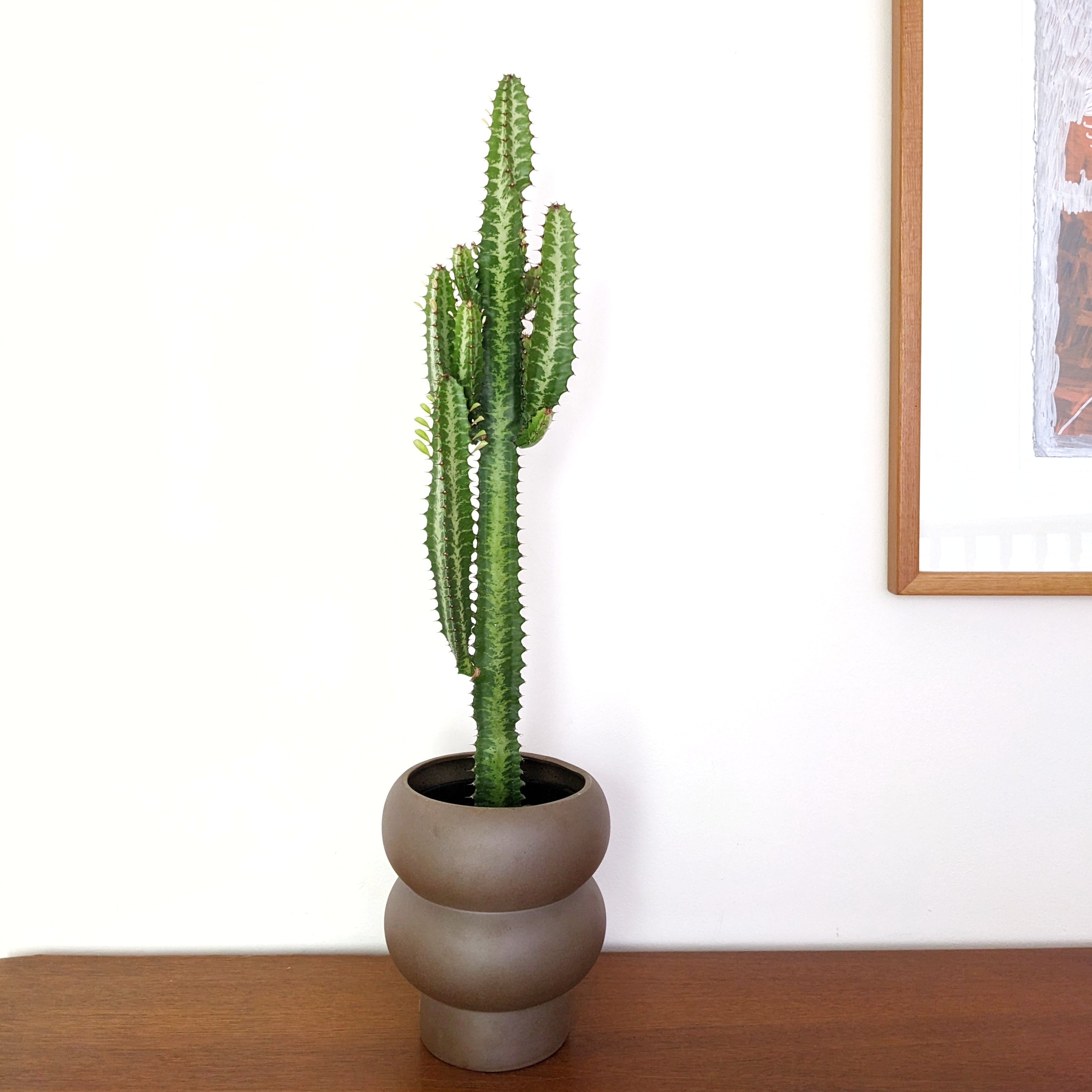 Euphorbia trigona 'Green' (Cowboy Cactus) - ADVANCED 15cm pot