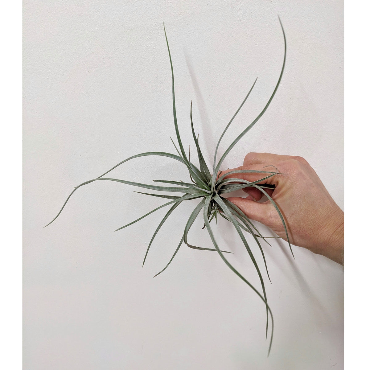 Tillandsia utriculata (Air plant) | Plantsmith Indoor Plants Melbourne