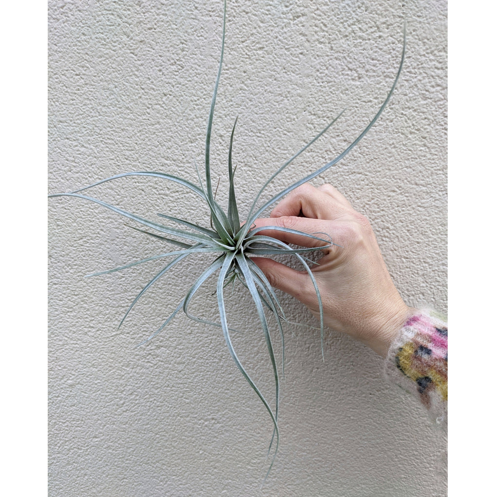 Tillandsia Ionantha (Air Plant) – Wild - Foto 3