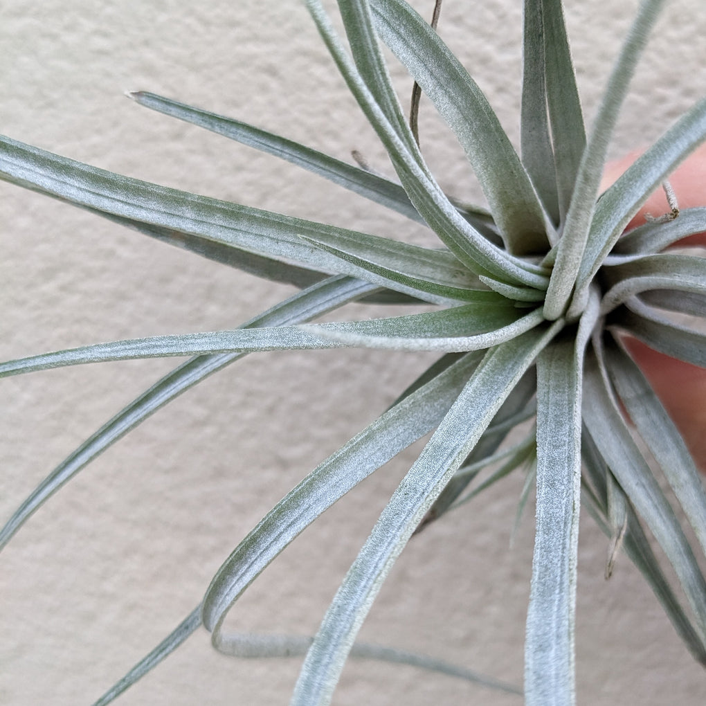 air plants melbourne Tillandsia utriculata (Air plant)
