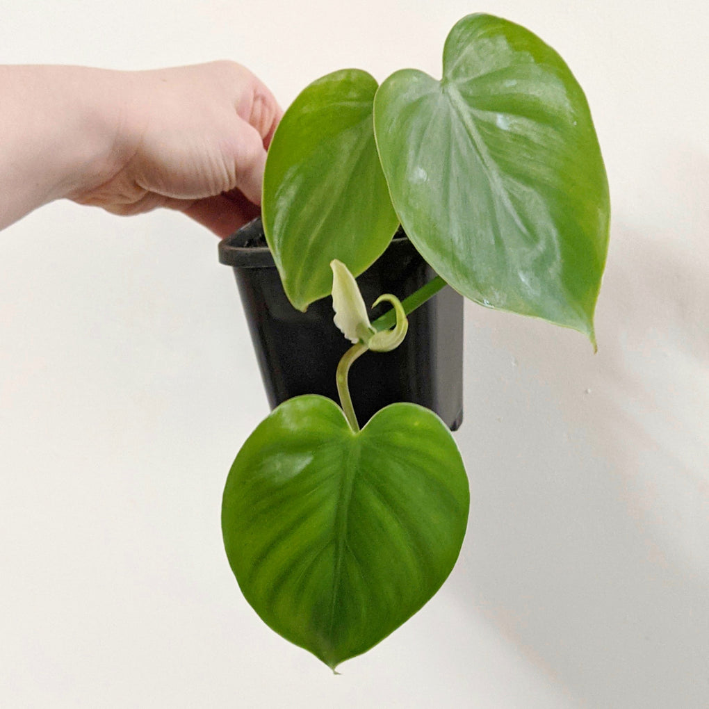 heartleaf philodendron melbourne Philodendron hederaceum syn.cordatum (Heart Leaf Philodendron) - 9cm pot
