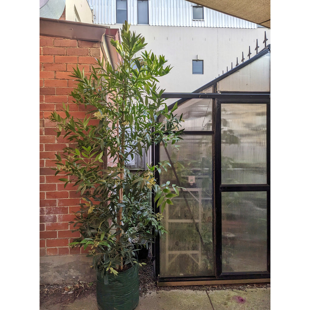 kauri pine indoor plant Agathis robusta (Queensland Kauri) - 45cm pot/grow bag