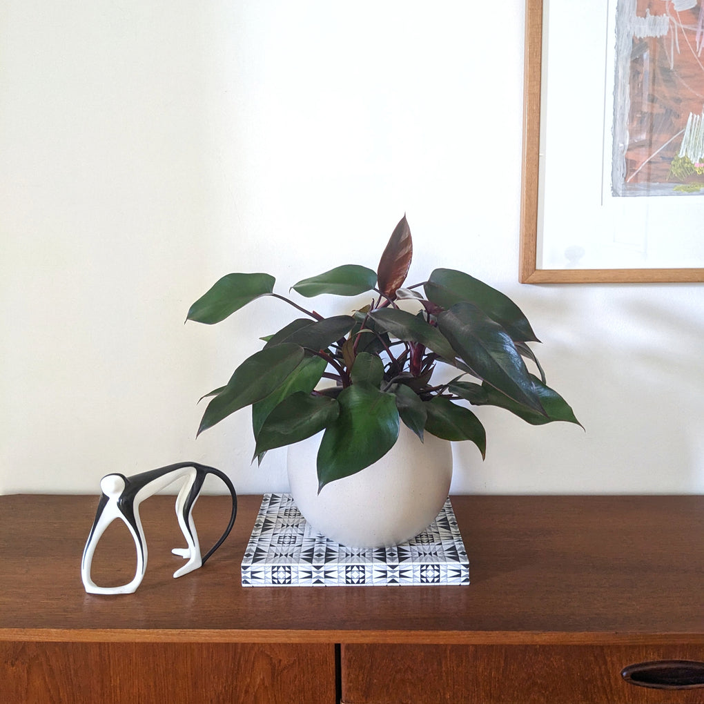 philodendron tatei Philodendron tatei 'Royal Queen' - 20cm pot