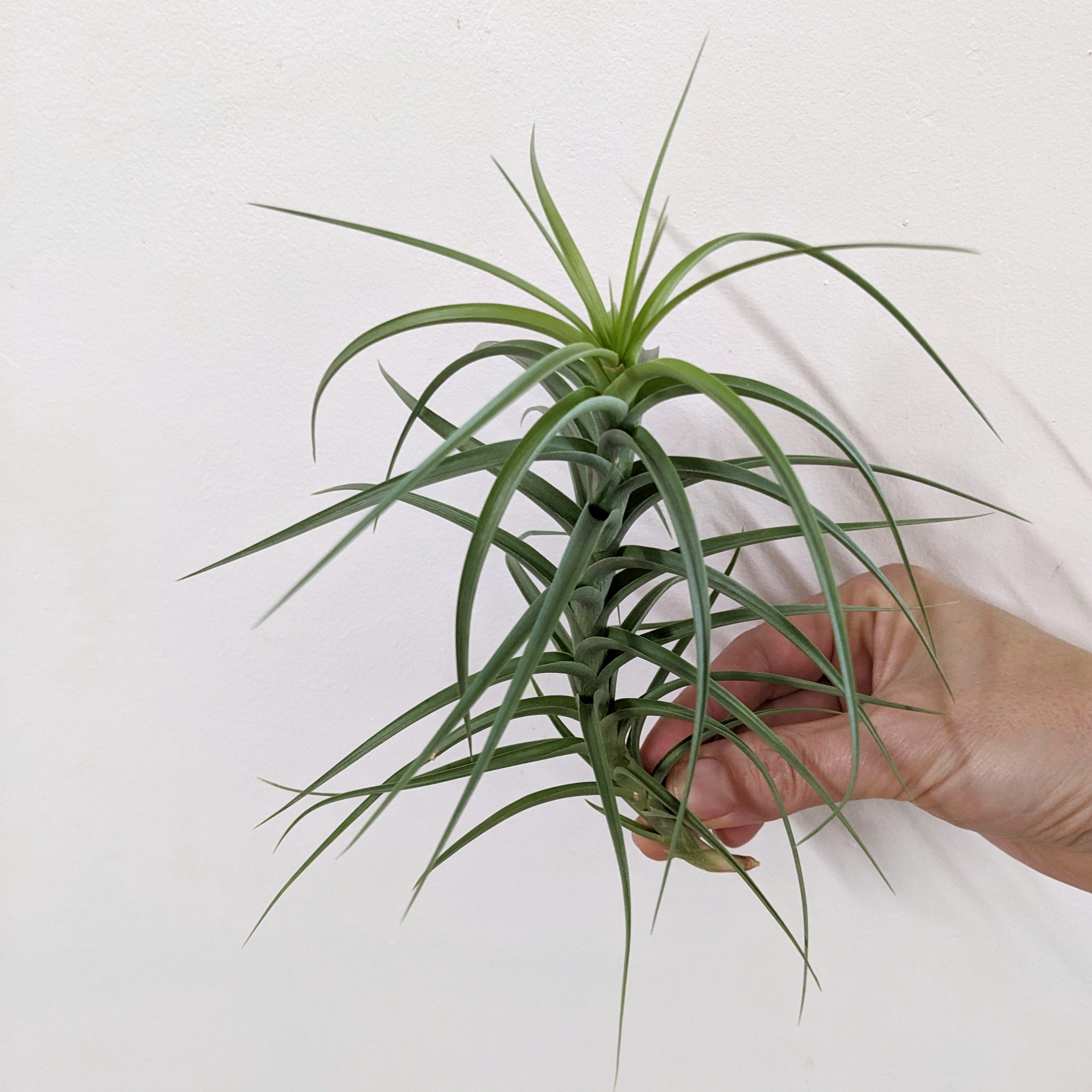 leonamiana air plant Tillandsia leonamiana forma 'Leon' (Air plant) - Medium