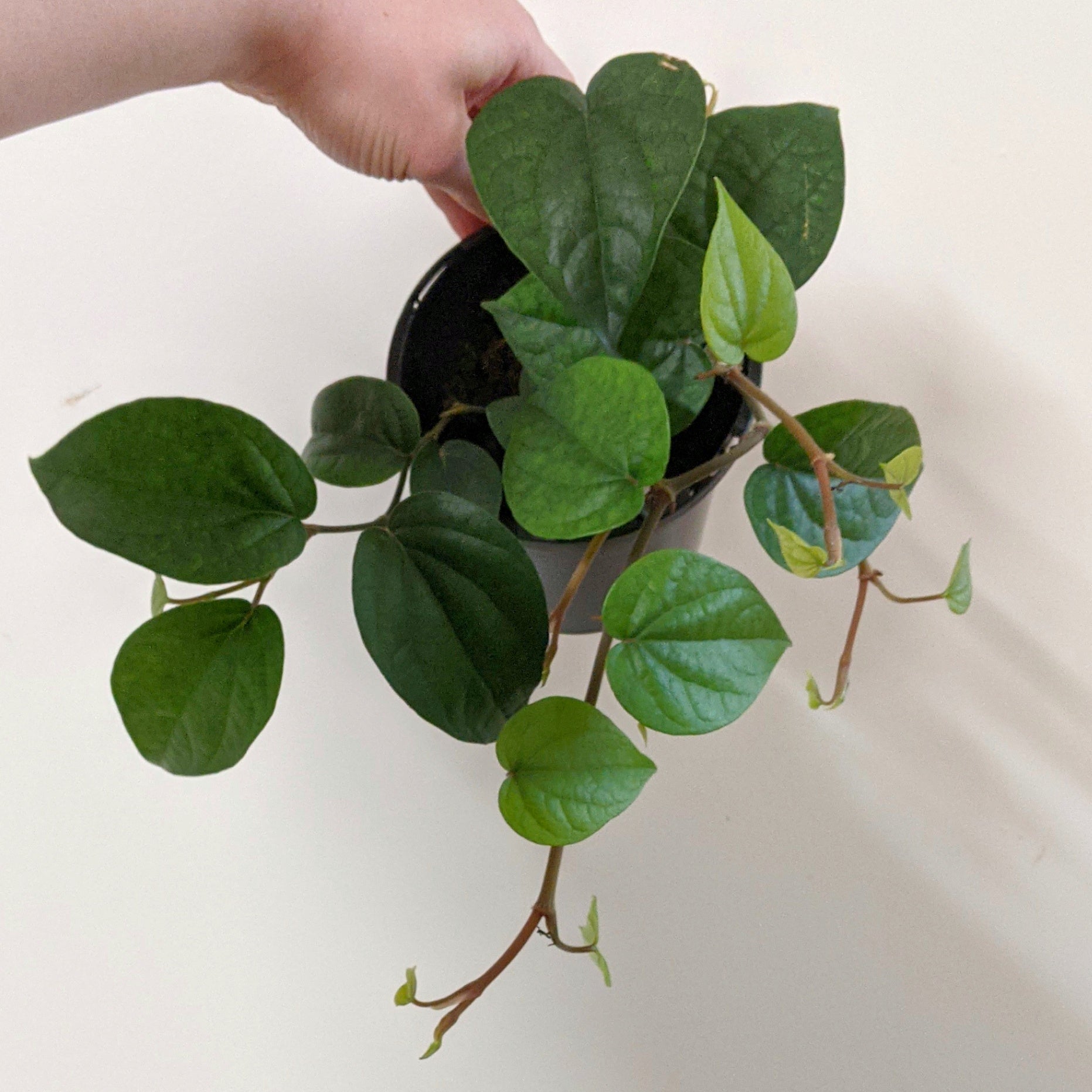 Pyper Beel Piper siriboa (Piper Betel) - 12cm pot | Plantsmith Indoor Plants Melbourne