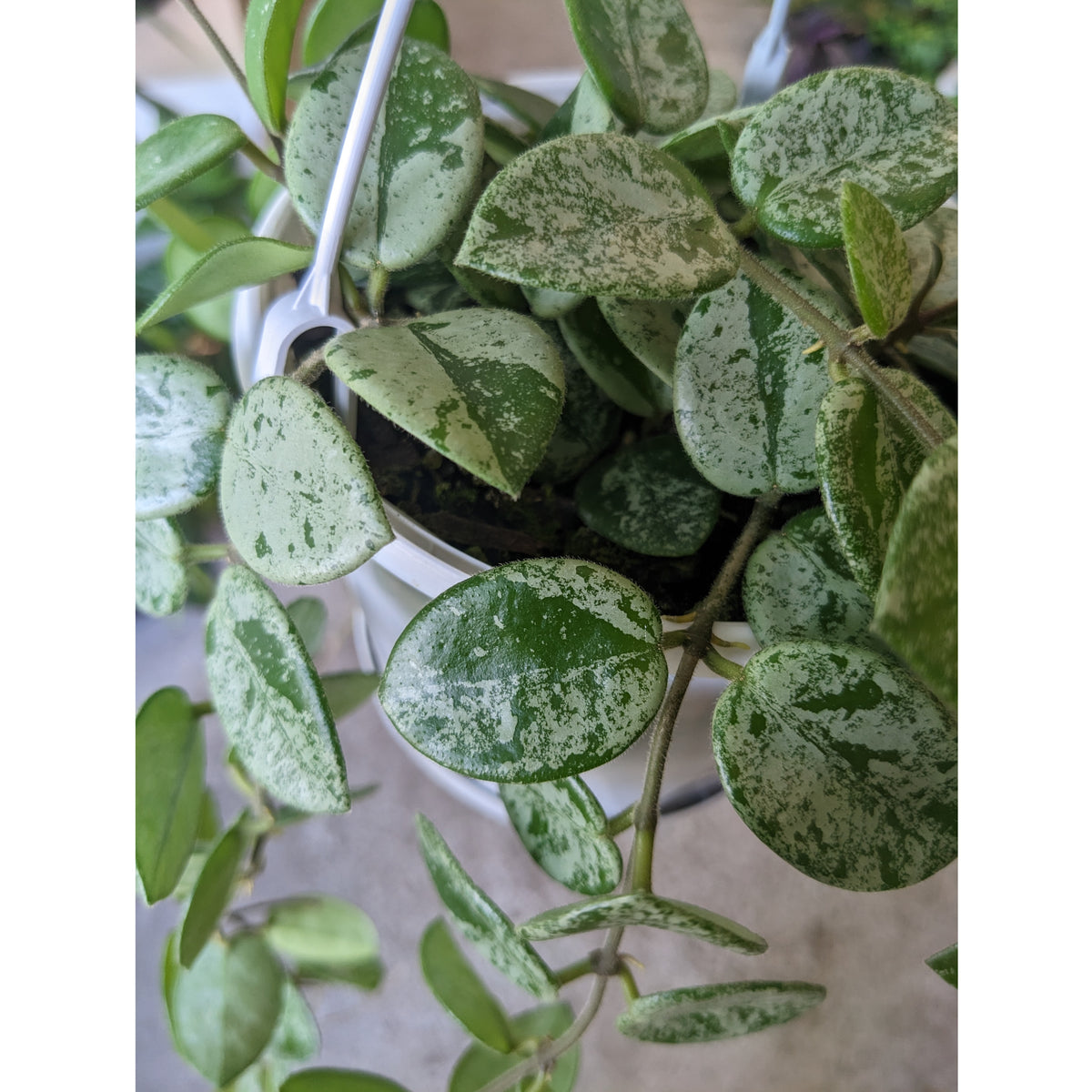 Hoya Mathilde Flower Hoya mathilde ‘Splash’ - ADVANCED 13cm pot | Plantsmith Indoor Plants ...