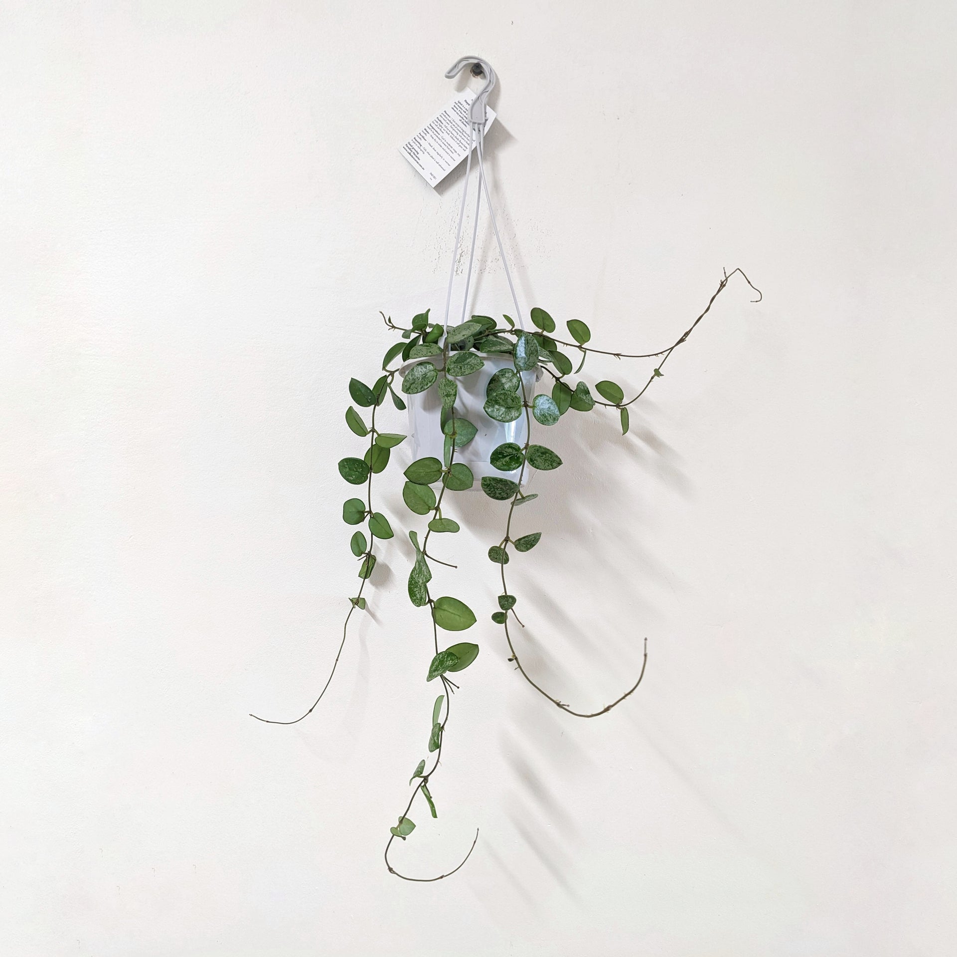 Hoya mathilde ‘Splash’ - ADVANCED 13cm pot | Plantsmith Indoor Plants ...