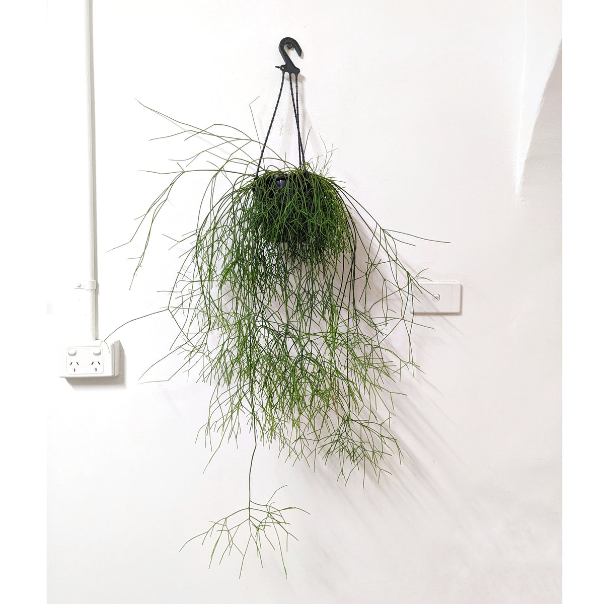 Rhipsalis campos-portoana - 15cm ADVANCED pot | Plantsmith Indoor ...