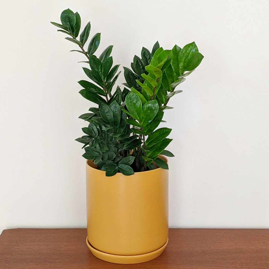 buy zz plant melbourne Zamioculcas zamiifolia (Zanzibar Gem, ZZ Plant) - 18cm pot
