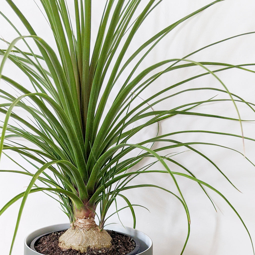 ball palm plant Beaucarnea recurvata (Ponytail Palm) - 20cm pot