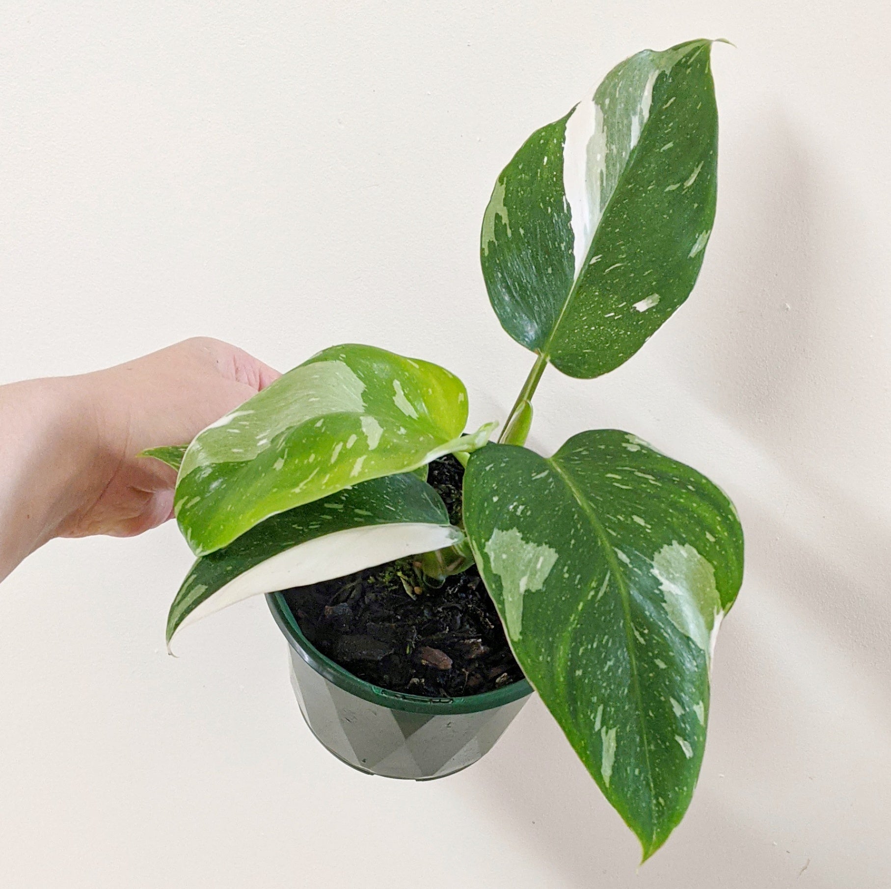 philodendron erubescens australia Philodendron erubescens 'White Wizard' -13cm pot