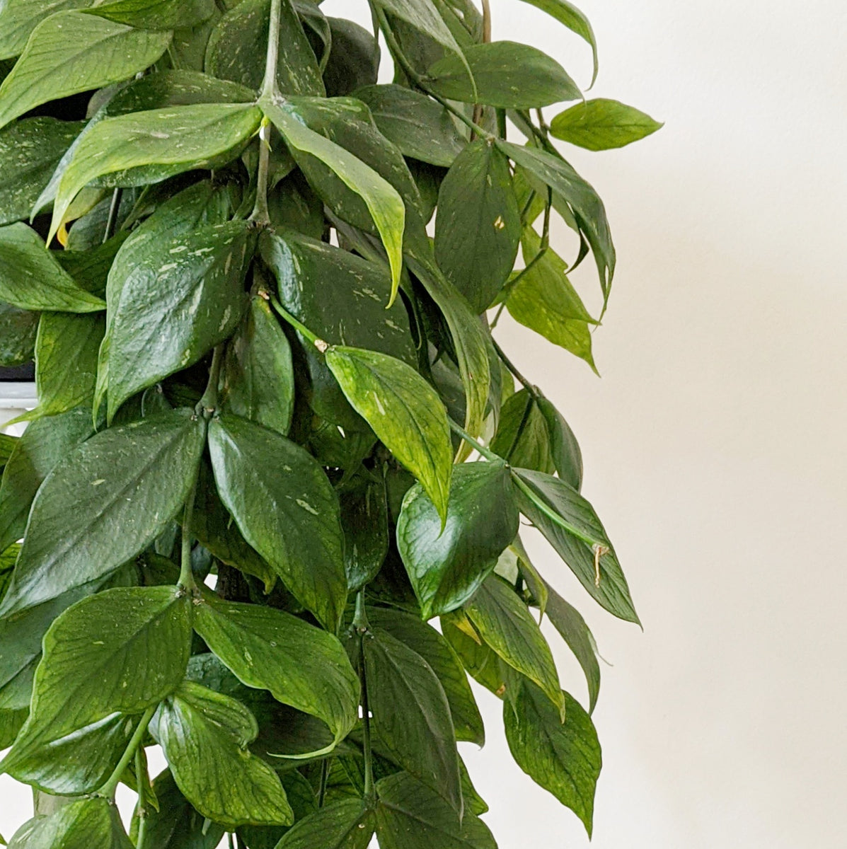 Hoya polyneura (Fishtail Hoya) - 27cm pot | Plantsmith Indoor Plants ...