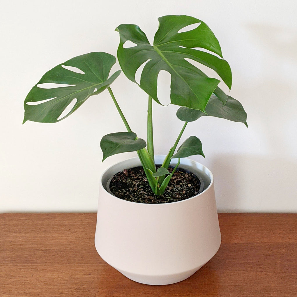 monstera deliciosa tauerii difference Monstera deliciosa 'Tauerii' (Dwarf Fruit Salad Plant) - 20cm