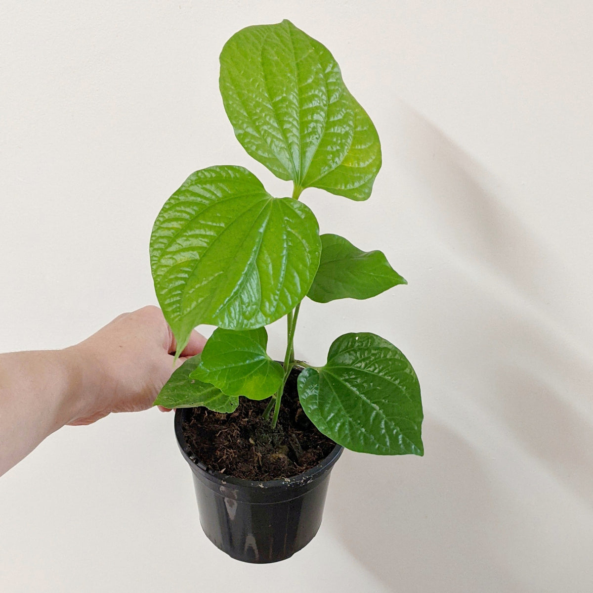Pyper Beel Piper sarmentosum (Piper Betel Leaf) - 12cm pot | Plantsmith Indoor ...