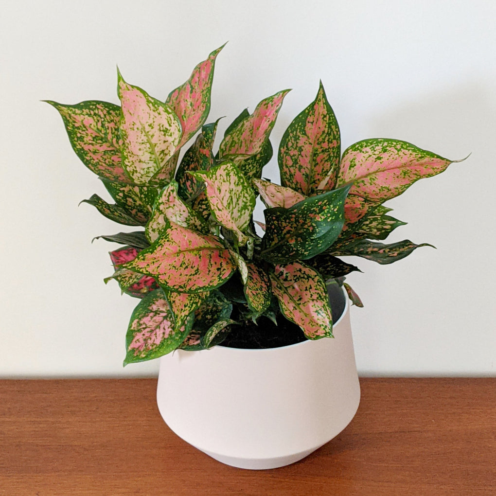 pink wishes aglaonema Aglaonema 'Wishes' (Chinese Evergreen) - 20cm pot